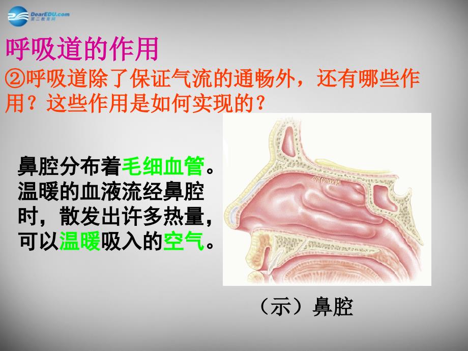 广东台山新宁中学七级生物下册3.1 呼吸道对空气的处理 .ppt_第4页