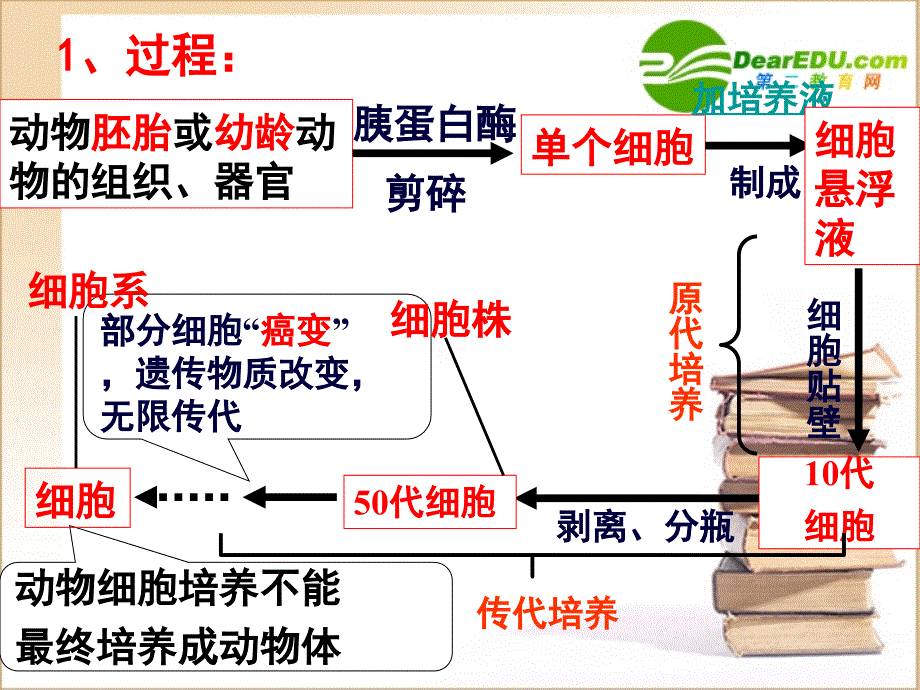 高中生物 动物细胞工程复习 选修3.ppt_第3页