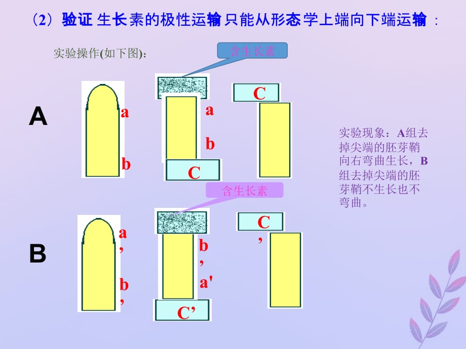 高考生物高频考点34生长素运输方式的验证素材 1.ppt_第2页