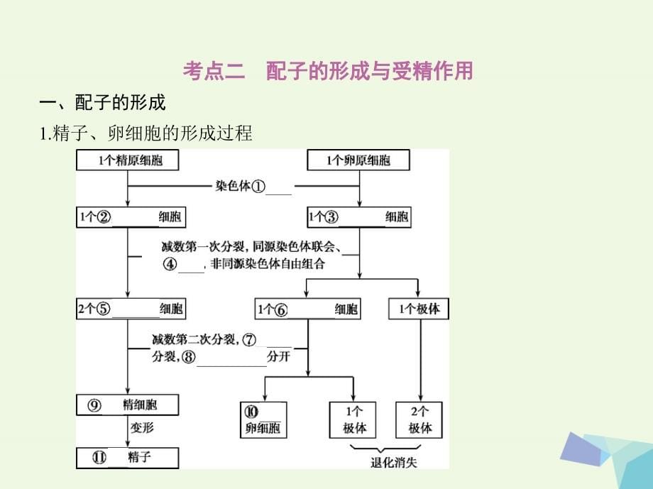 高考生物一轮复习遗传与进化第5单元遗传的细胞基础和分子基础第13讲遗传的细胞基础必修2 1.ppt_第5页