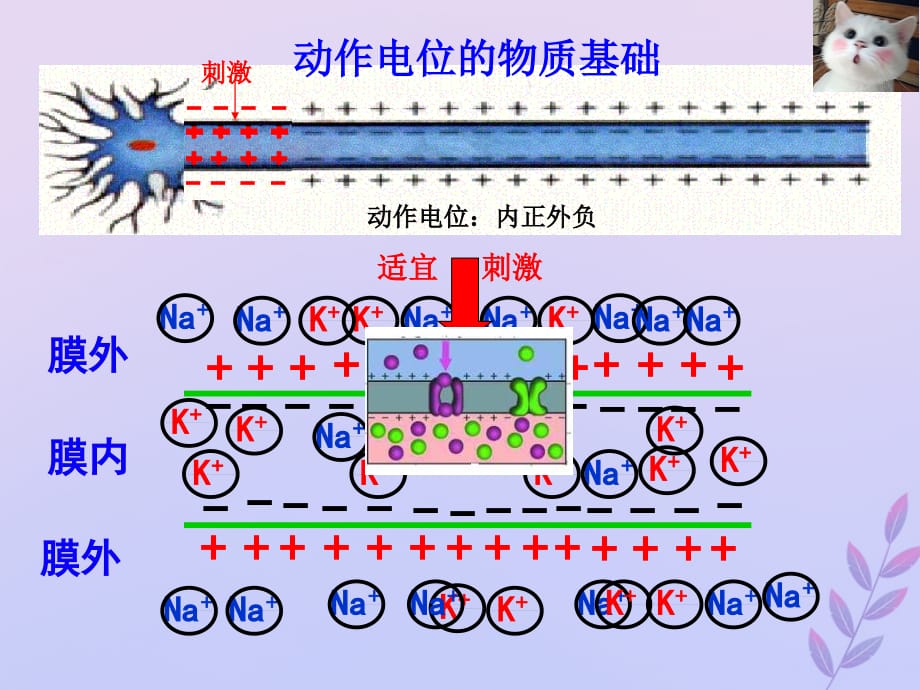 高考生物高频考点29兴奋的传导和传递素材.ppt_第4页