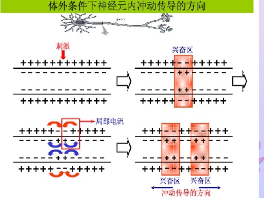 高考生物高频考点29兴奋的传导和传递素材.ppt_第5页