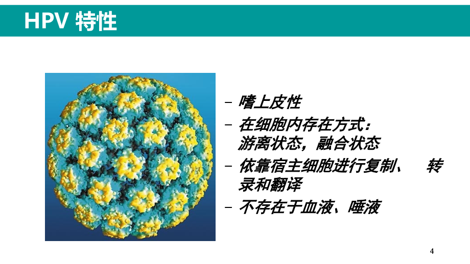 HPV感染与临床防治PPT参考幻灯片_第4页