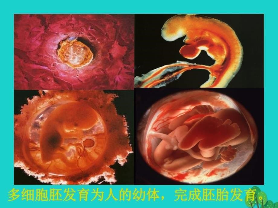 高中生物第五章细胞增殖、分化、衰老和凋亡5.2细胞分化、衰老和凋亡1苏教必修1 1.ppt_第5页