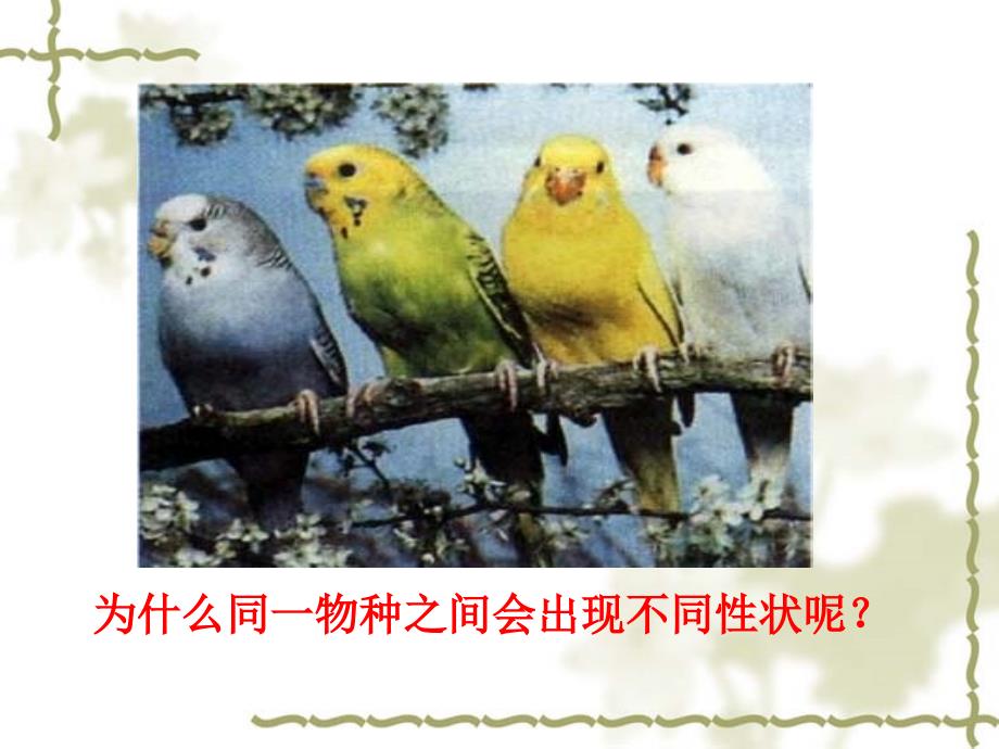 高二生物孟德尔的豌豆杂交实验 必修二.ppt_第2页