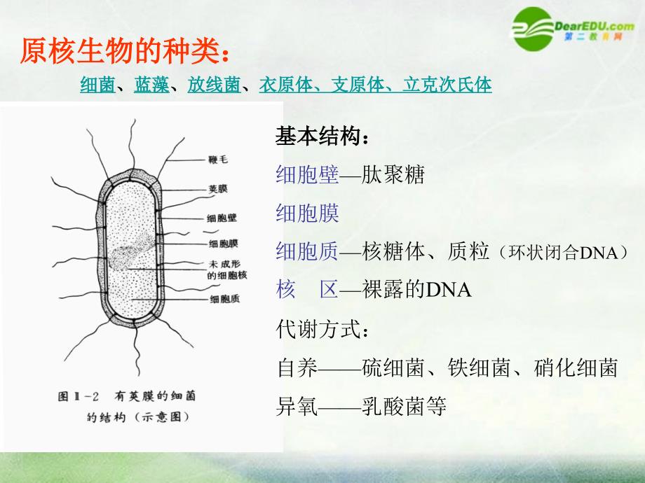 高中生物 3.3非细胞形态的生物病毒2 沪科第一册.ppt_第4页