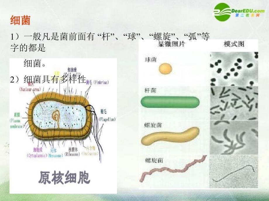 高中生物 3.3非细胞形态的生物病毒2 沪科第一册.ppt_第5页