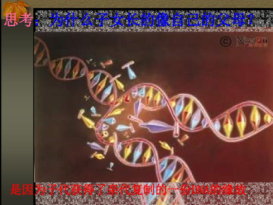 高中生物 基因对性状的控制2 必修2.ppt_第2页