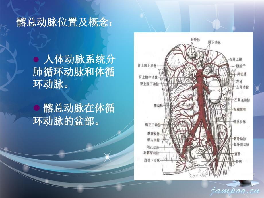 髂总动脉闭塞PPT参考幻灯片_第2页