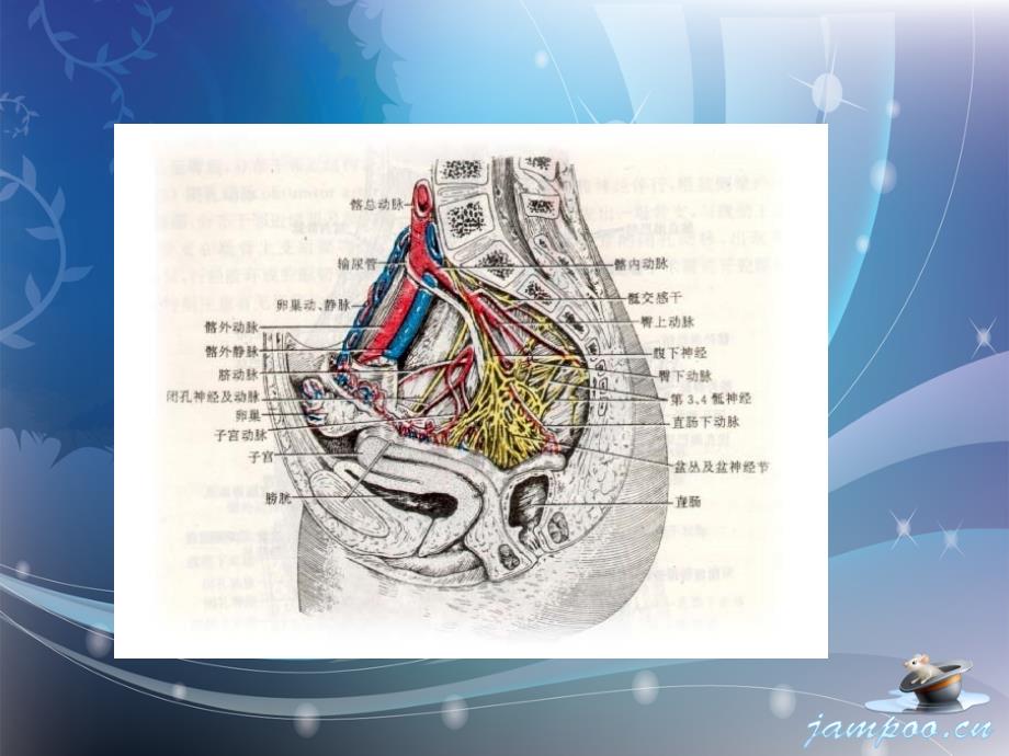 髂总动脉闭塞PPT参考幻灯片_第4页