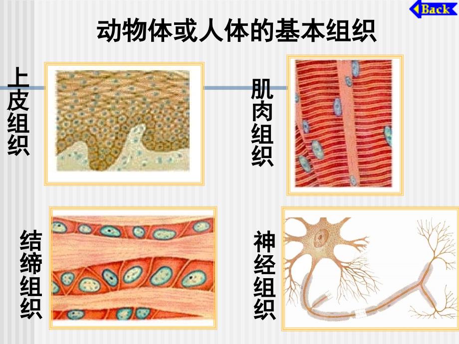 植物体的结构.ppt_第4页