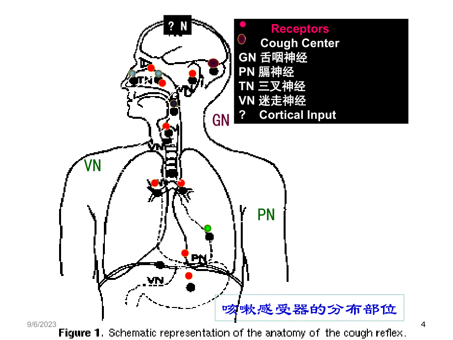 小儿咳嗽用药PPT参考幻灯片_第4页