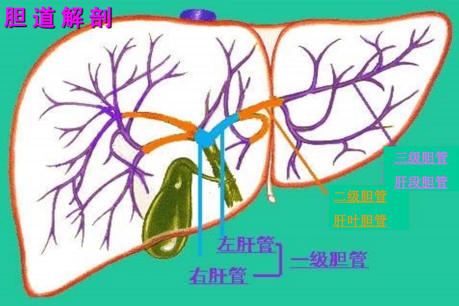 胆道疾病知识PPT课件_第3页