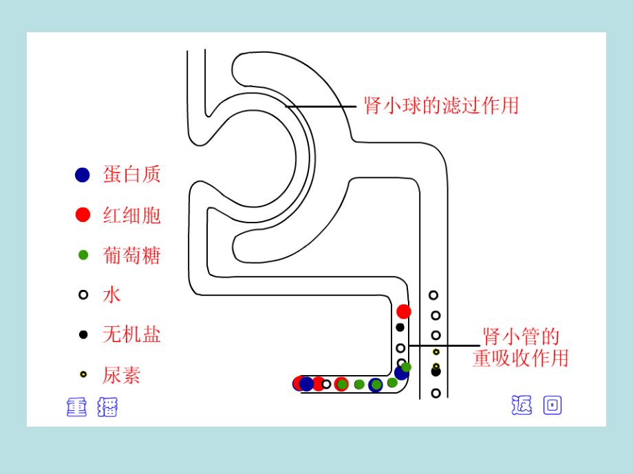 肾小管集合管重吸收过程示意_第2页