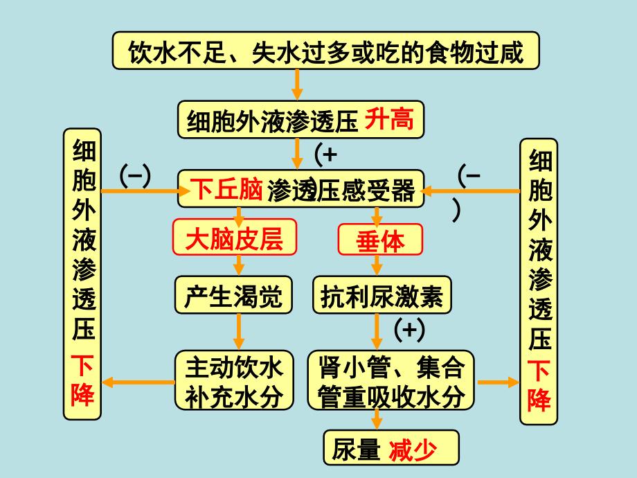 肾小管集合管重吸收过程示意_第3页