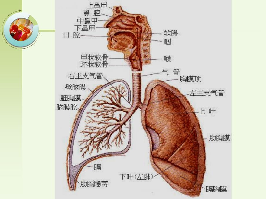 呼吸系统疾病病人的护理综述PPT课件_第3页