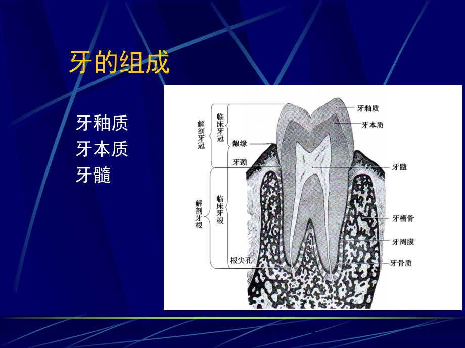 牙体解剖生理知识PPT课件_第3页