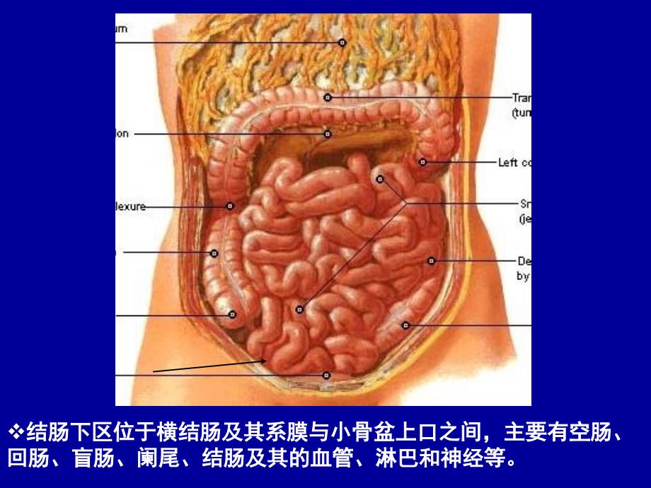 结肠下区腹后壁知识PPT课件_第3页