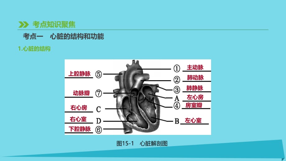 中考生物专题复习生物圈中的人心脏与血液循环-课件新人教版_第2页