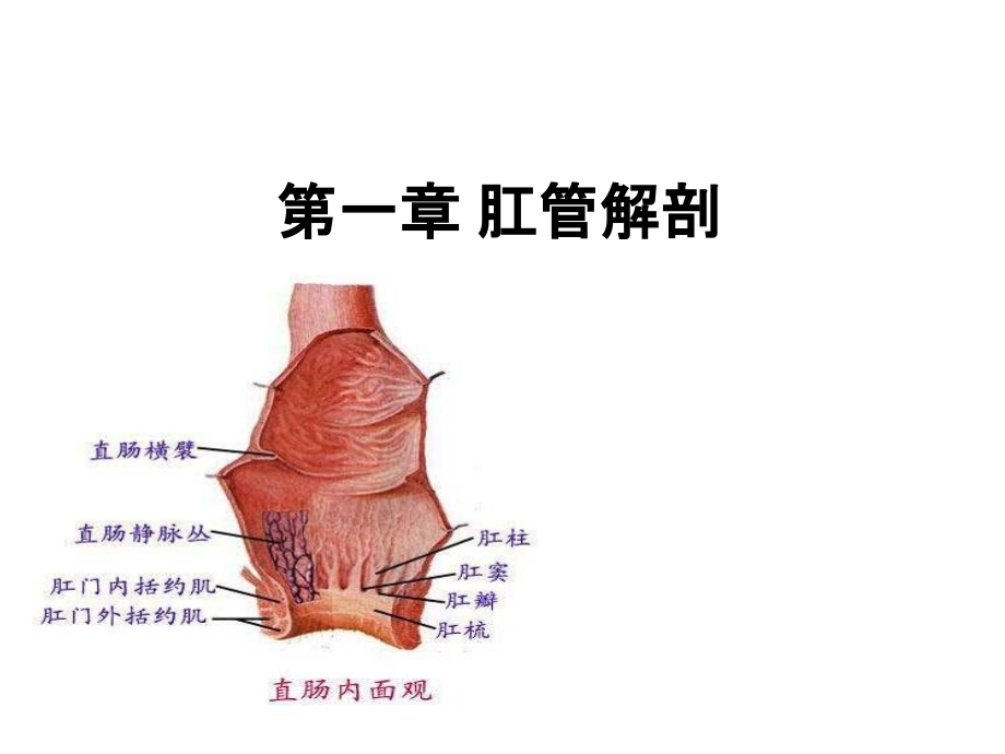 直肠、肛管疾病基本知识PPT课件_第2页