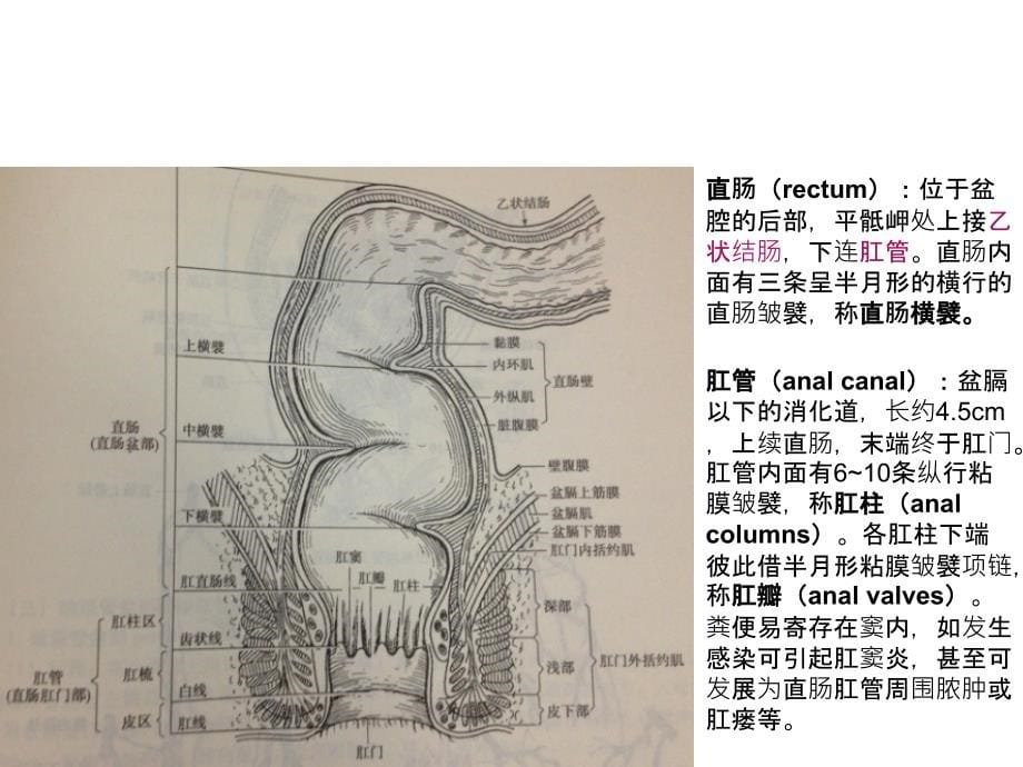 直肠、肛管疾病基本知识PPT课件_第5页