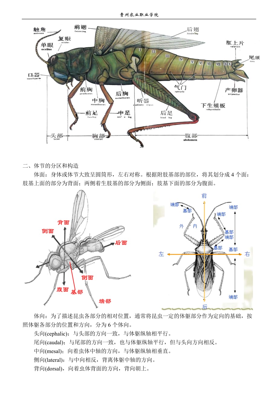 昆虫的外部形态(一般构造与头部)-教案_第3页