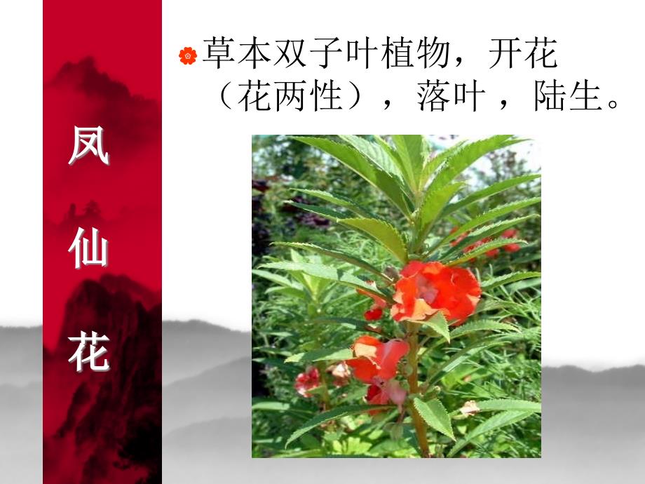 教科版科学六年级上册多种多样的植物教学内容_第4页