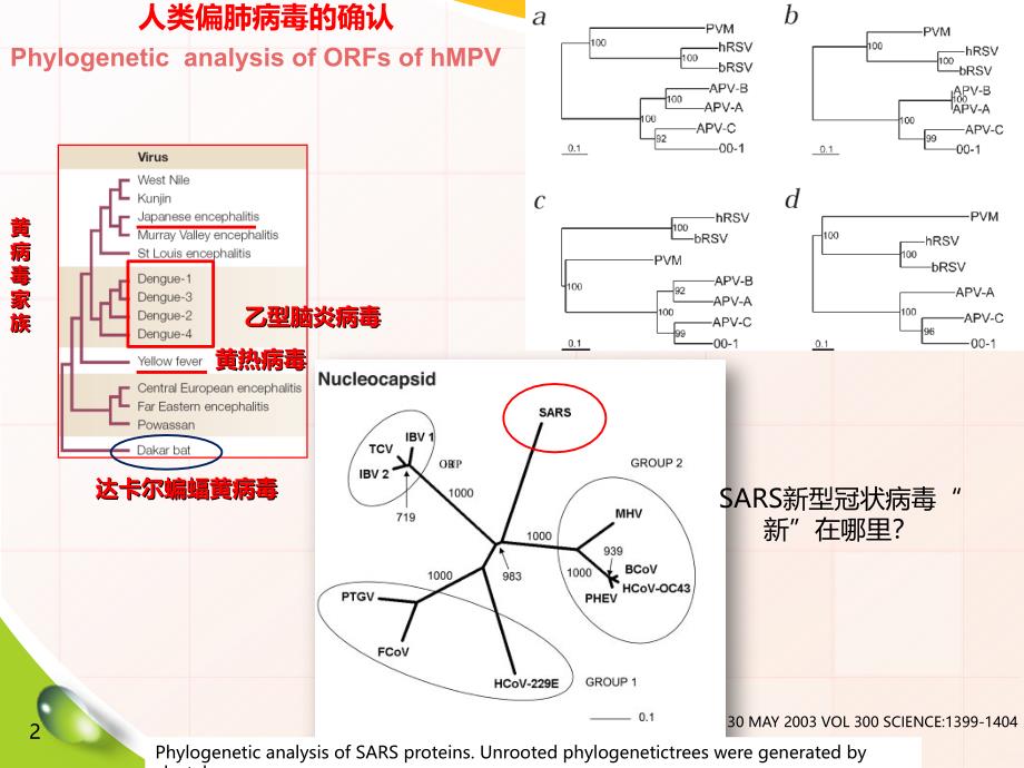 浅谈系统发育分析及进化树制作PPT课件.ppt_第2页