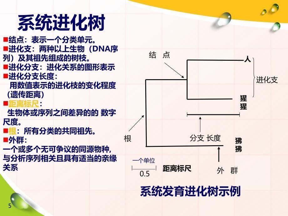 浅谈系统发育分析及进化树制作PPT课件.ppt_第5页