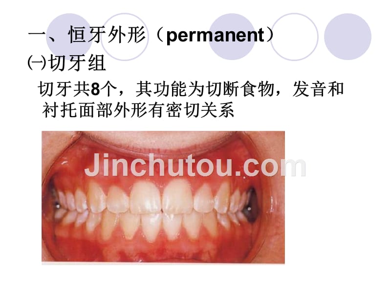牙体外部形态知识PPT课件_第3页
