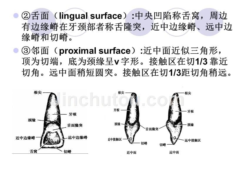 牙体外部形态知识PPT课件_第5页