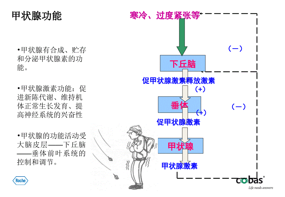 甲状腺功能检测的临床意义讲解学习_第4页