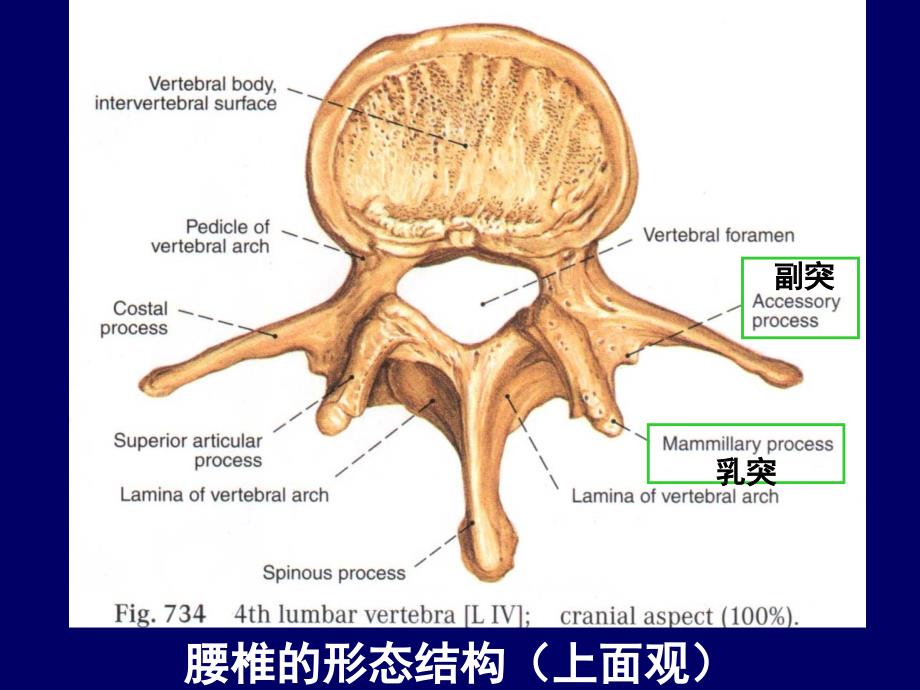 脊柱腰段解剖讲解学习_第4页