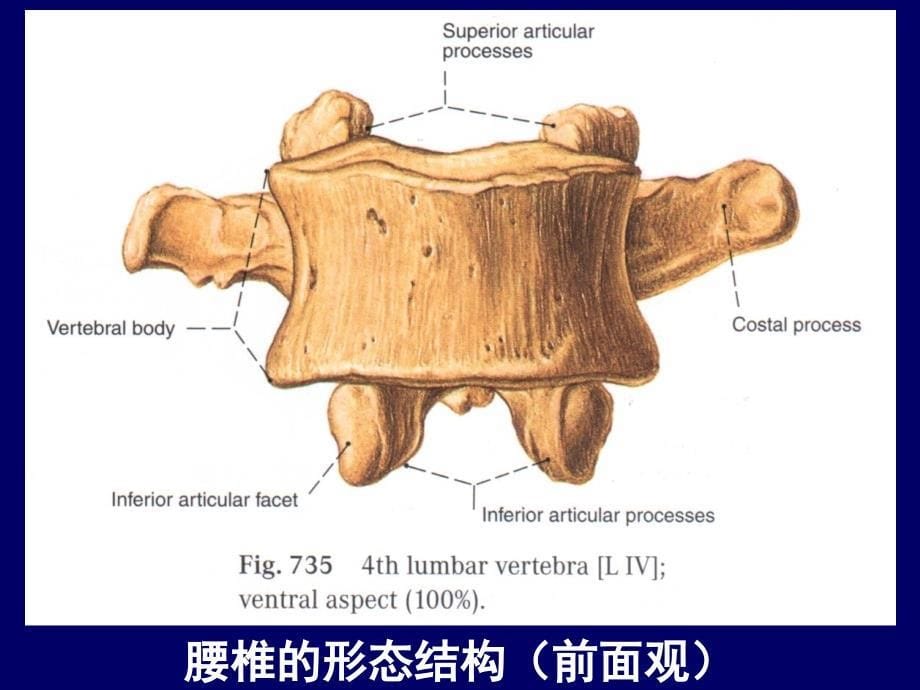 脊柱腰段解剖讲解学习_第5页