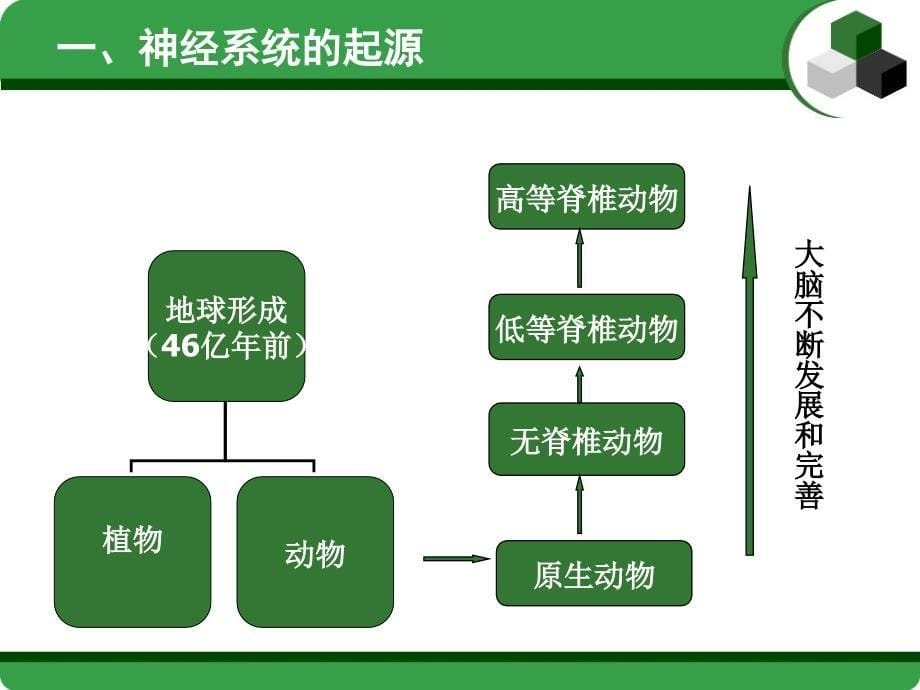 第二章心理的神经生理机制PPT课件.ppt_第5页