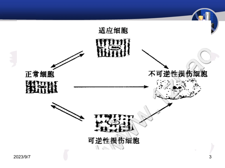 细胞和组织的适应、损伤与修复PPT课件_第3页