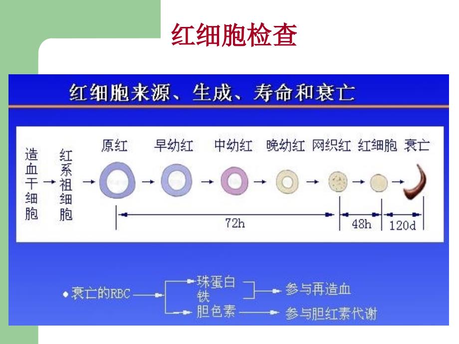 血液一般检查知识PPT课件_第2页