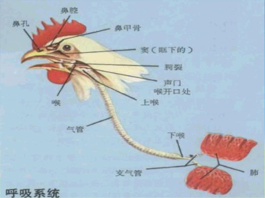 鸡解剖图及各器官常见病分析教学提纲_第3页