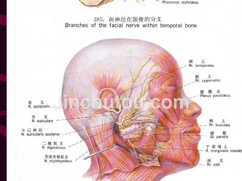 腮腺肿瘤手术治疗与护理_第3页