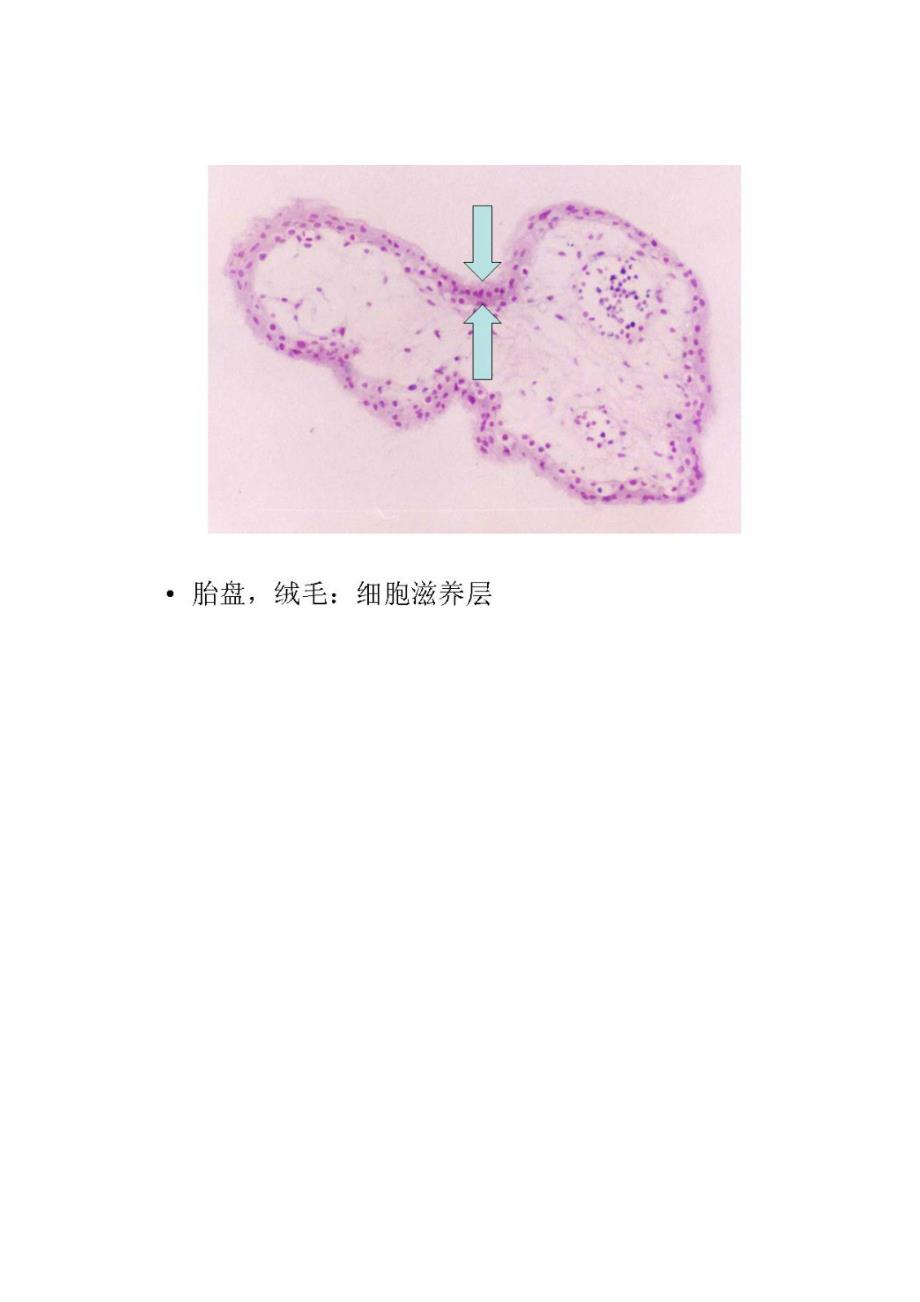 （组织设计）最新组织学与胚胎学图谱标注_第2页