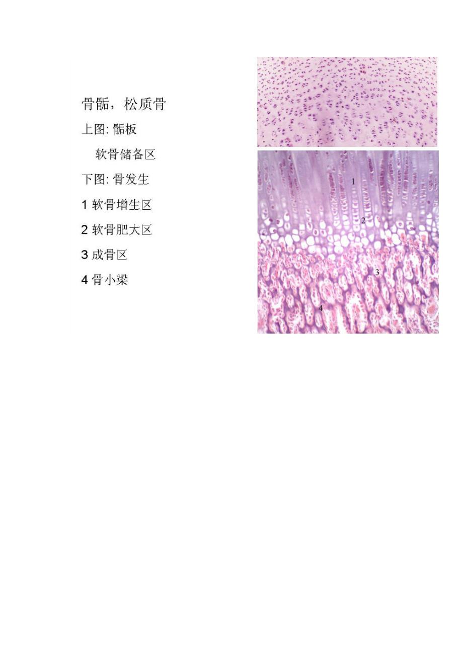 （组织设计）最新组织学与胚胎学图谱标注_第4页