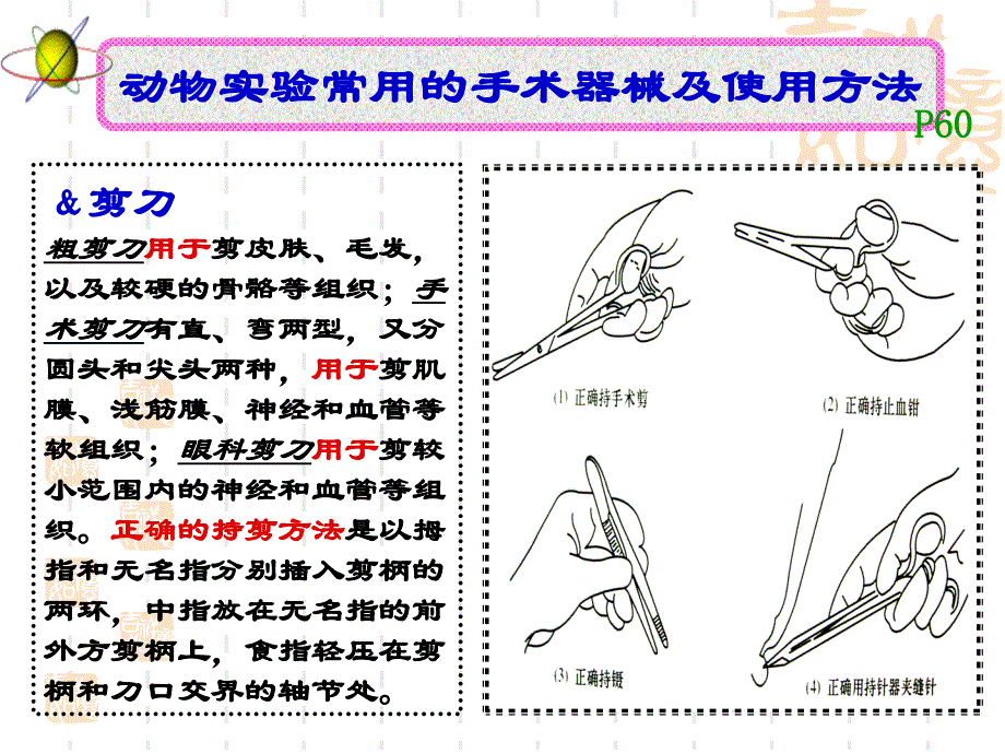 《机能实验学》手术操作(专科)_第4页