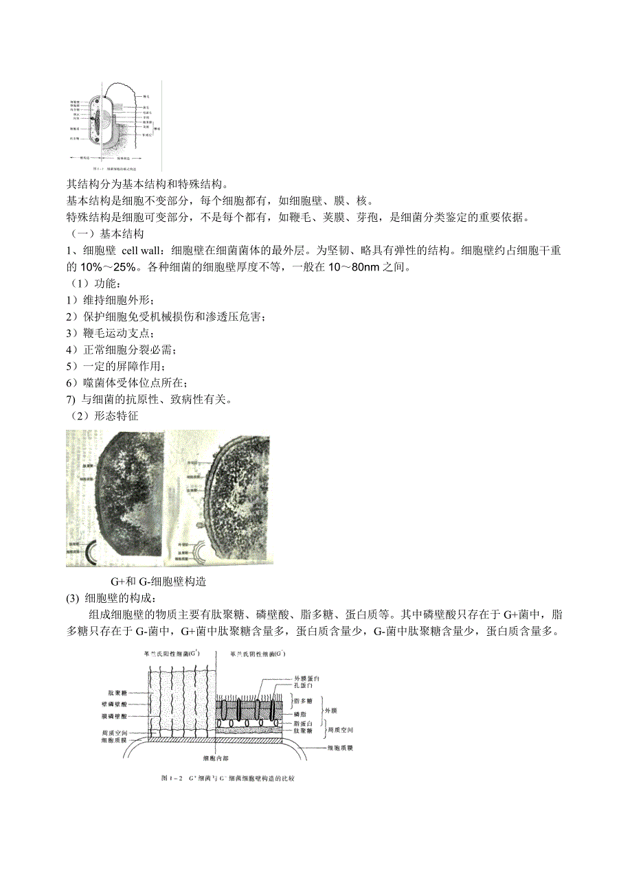 （生物科技行业）一章微生物类群与形态结构_第3页