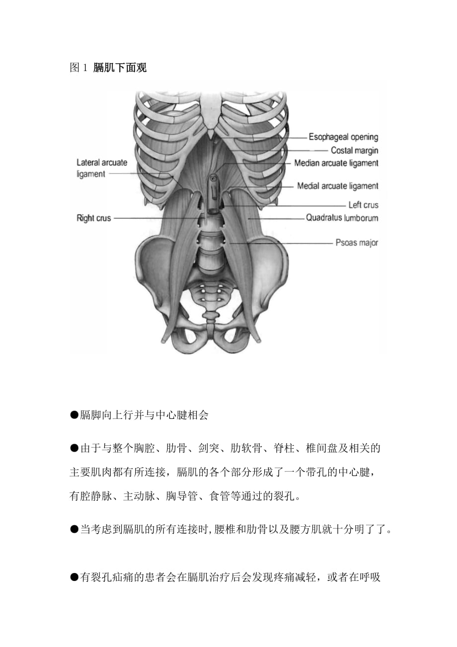 膈肌的神经康复技术_第4页