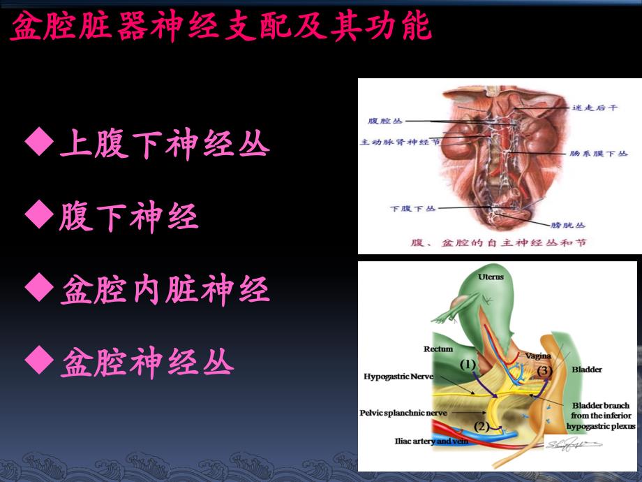 盆腔解剖与保留神经的腹腔镜下广泛子宫切除术知识PPT课件_第4页