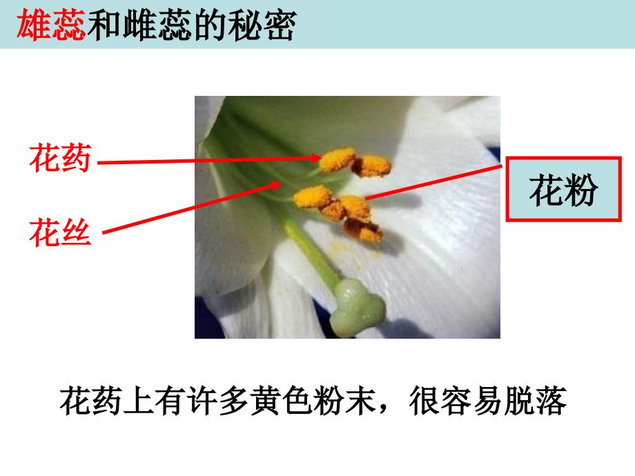 四年级下册科学第二单元第三课：花、果实和种子_第4页