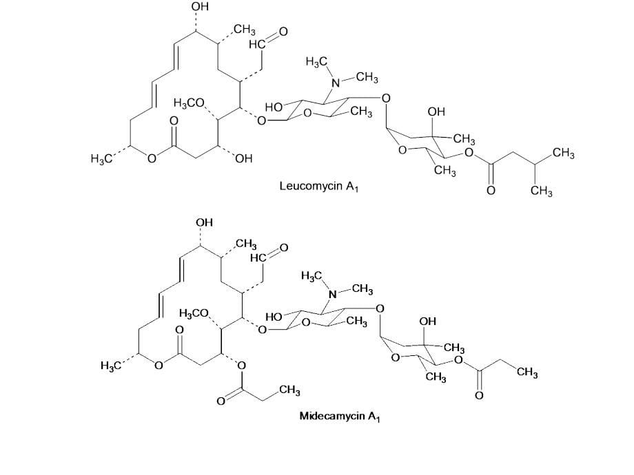 大环内酯类抗生素完整版本.ppt_第5页