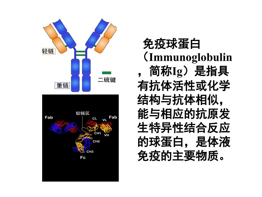 免疫球蛋白与食品_第2页