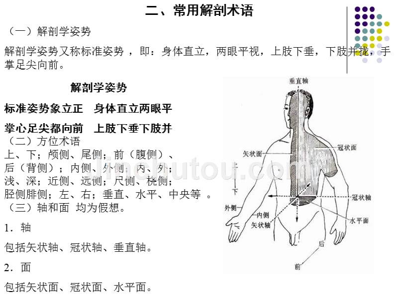 人体解剖学课件-PPT.ppt_第4页