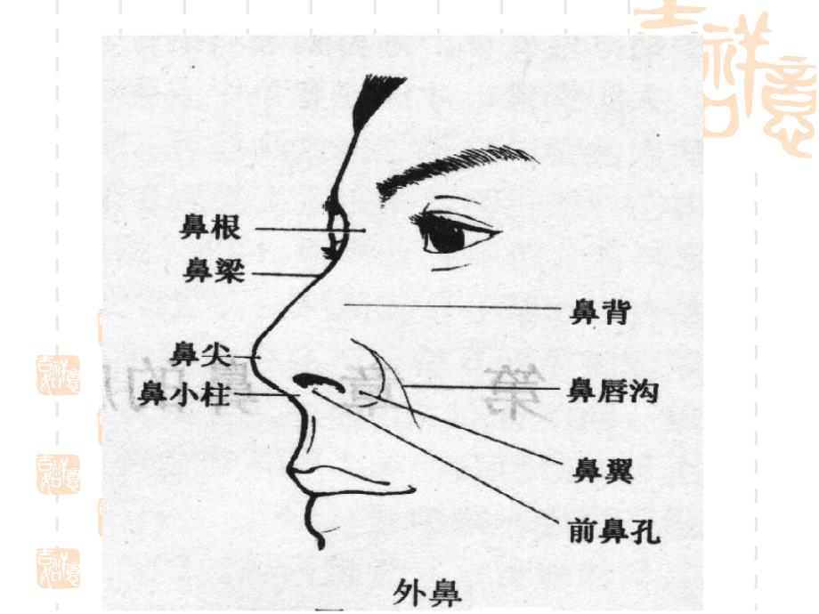 耳鼻咽喉科学解剖图解知识PPT课件_第3页